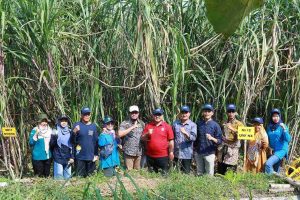 Bukan Sekadar Uji Coba! Kementan Pantau Langsung Varietas Tebu Unggulan dari UMG