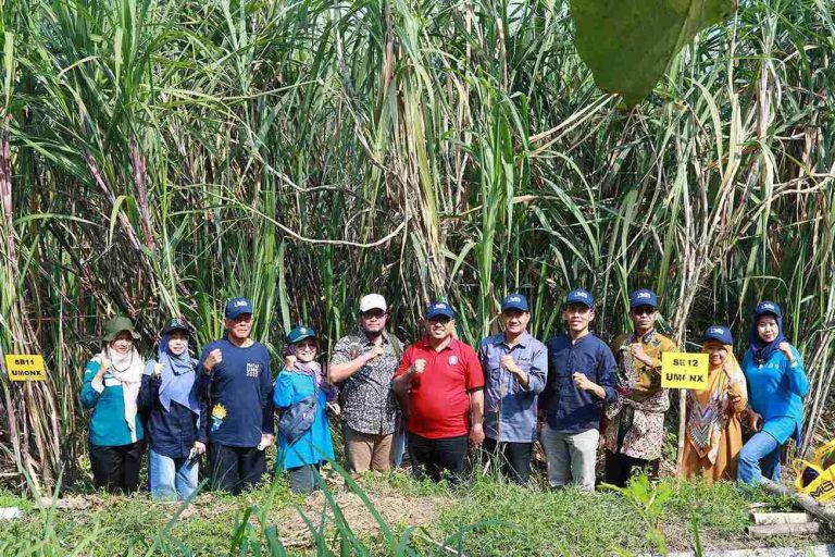 Bukan Sekadar Uji Coba! Kementan Pantau Langsung Varietas Tebu Unggulan dari UMG